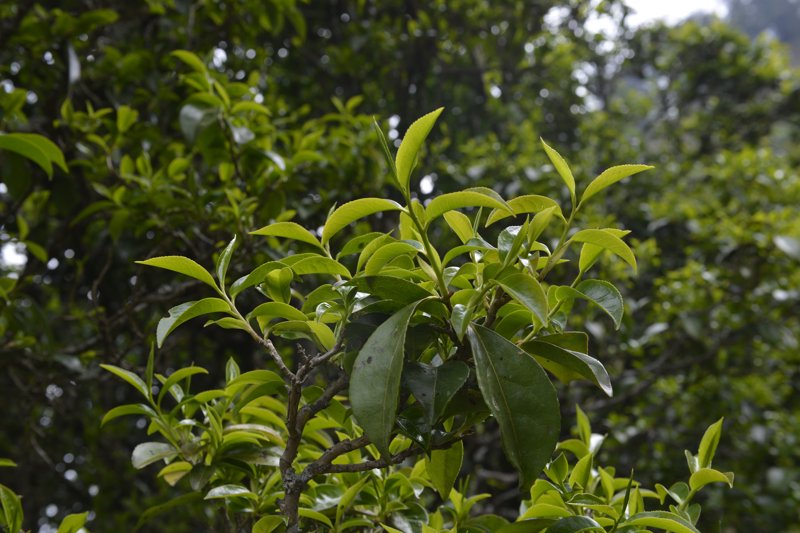 古树茶，自然与历史的馈赠