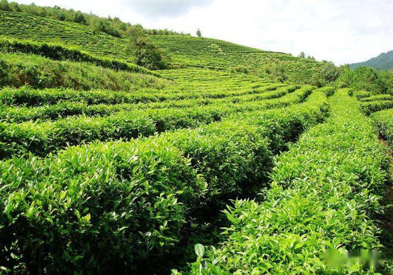 古树茶：山野中的自然瑰宝