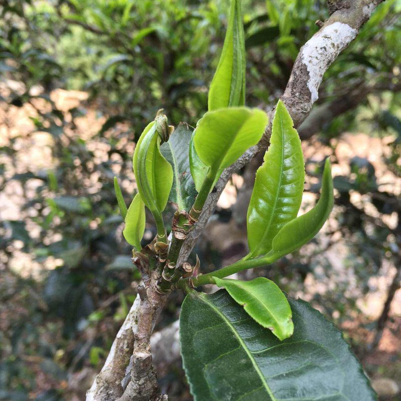 普洱茶批发行业的最新动态