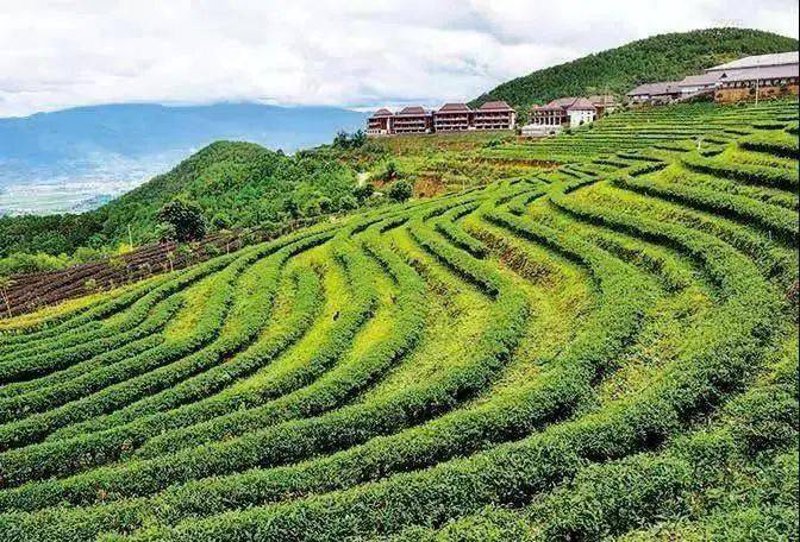 古树茶：山野中的自然瑰宝