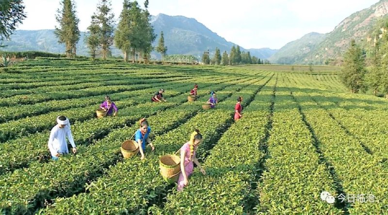 临沧茶叶