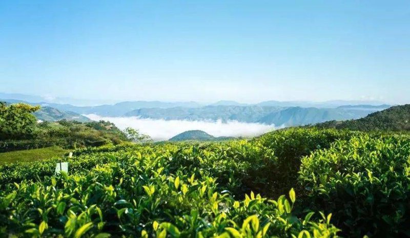 古树茶：穿越千年的珍贵馈赠